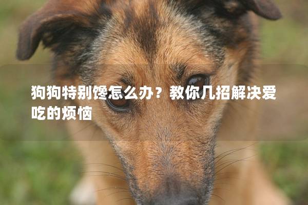 狗狗特别馋怎么办？教你几招解决爱吃的烦恼