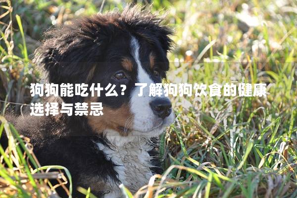 狗狗能吃什么?了解狗狗饮食的健康选择与禁忌 狗狗能吃什么?了解狗狗饮食的健康选择与禁忌