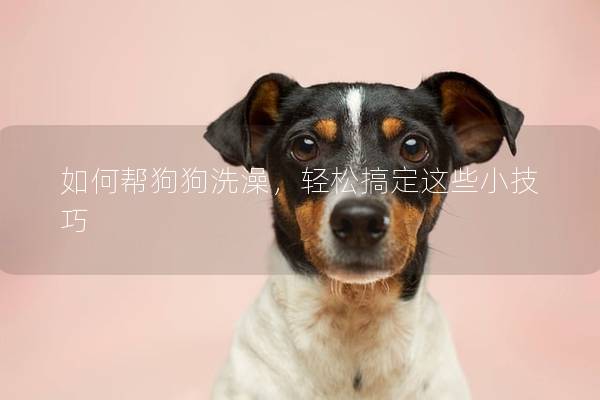 如何帮狗狗洗澡，轻松搞定这些小技巧