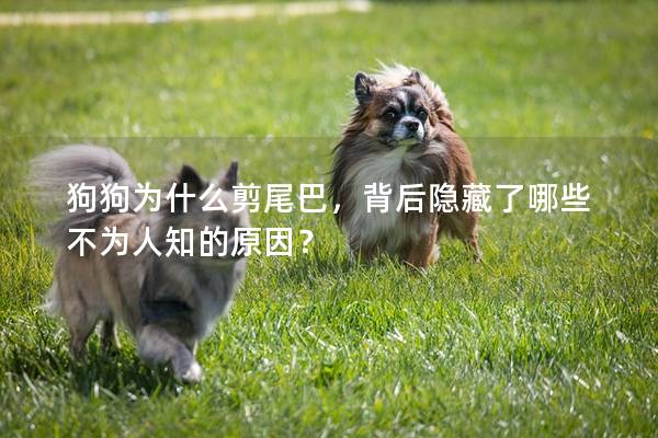 狗狗为什么剪尾巴，背后隐藏了哪些不为人知的原因？