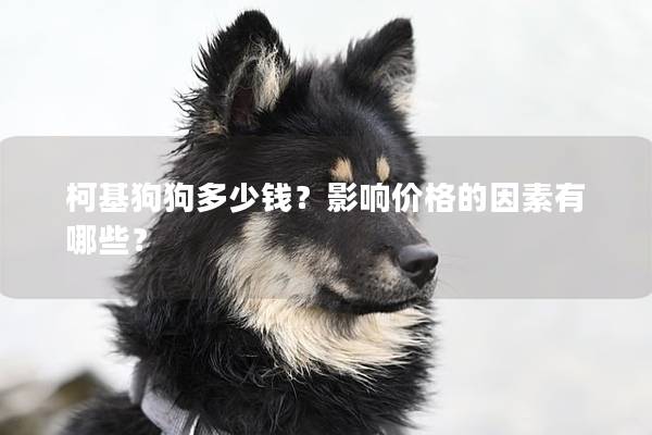 柯基狗狗多少钱？影响价格的因素有哪些？