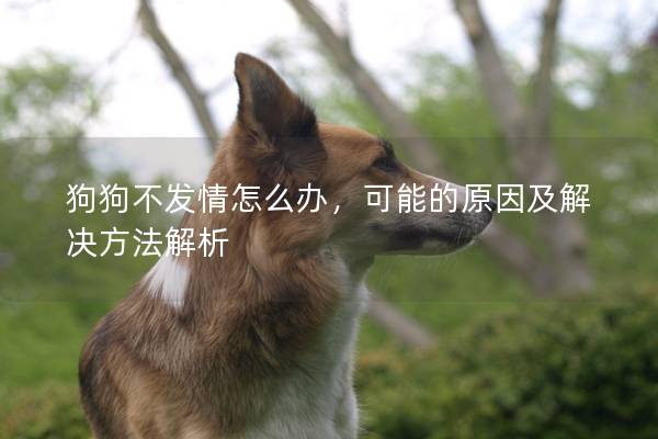 狗狗不发情怎么办，可能的原因及解决方法解析