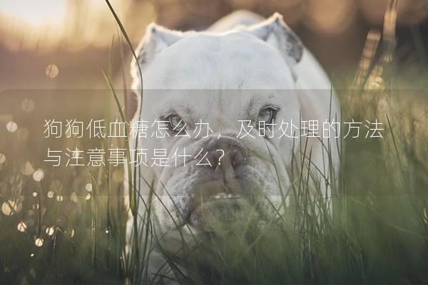 狗狗低血糖怎么办，及时处理的方法与注意事项是什么？