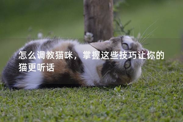 怎么调教猫咪，掌握这些技巧让你的猫更听话