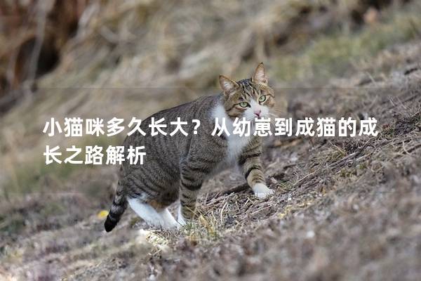 小猫咪多久长大？从幼崽到成猫的成长之路解析