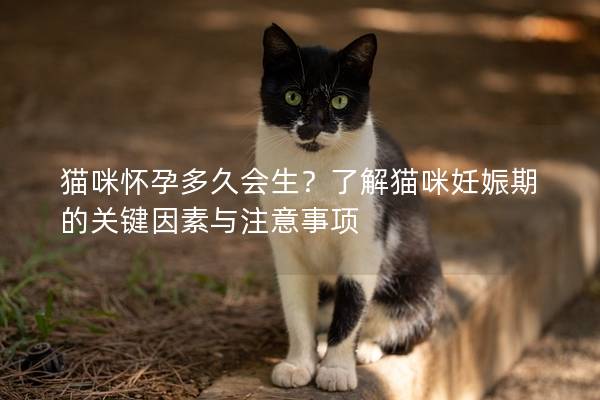 猫咪怀孕多久会生？了解猫咪妊娠期的关键因素与注意事项