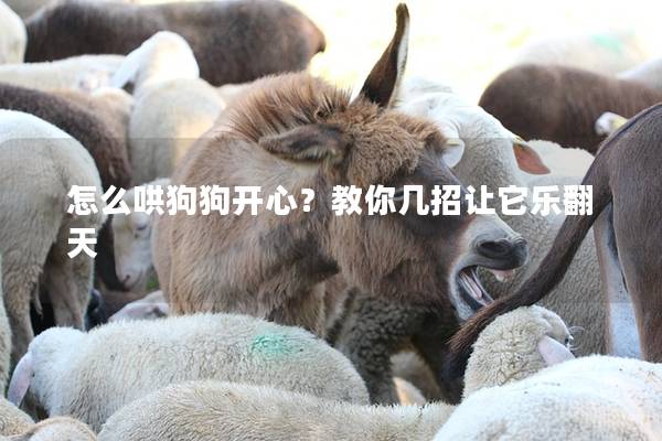 怎么哄狗狗开心？教你几招让它乐翻天