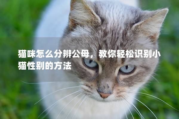 猫咪怎么分辨公母，教你轻松识别小猫性别的方法