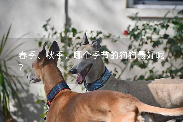 春季、秋季，哪个季节的狗狗最好呢？