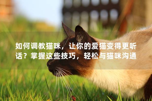 如何调教猫咪，让你的爱猫变得更听话？掌握这些技巧，轻松与猫咪沟通
