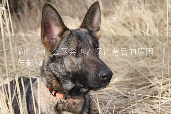 狗狗为什么不会叫？探讨背后的原因与影响