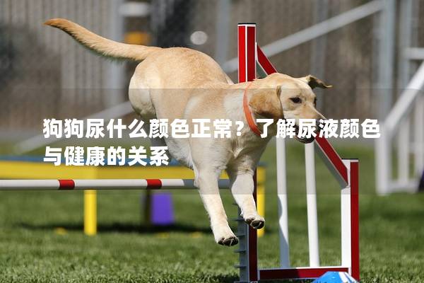 狗狗尿什么颜色正常？了解尿液颜色与健康的关系