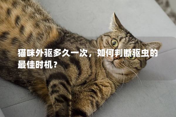 猫咪外驱多久一次，如何判断驱虫的最佳时机？