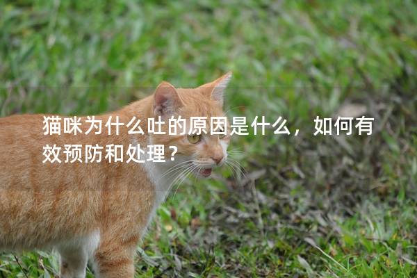 猫咪为什么吐的原因是什么，如何有效预防和处理？