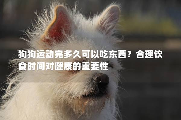 狗狗运动完多久可以吃东西？合理饮食时间对健康的重要性