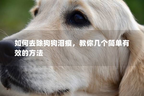 如何去除狗狗泪痕，教你几个简单有效的方法