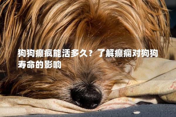 狗狗癫疯能活多久？了解癫痫对狗狗寿命的影响