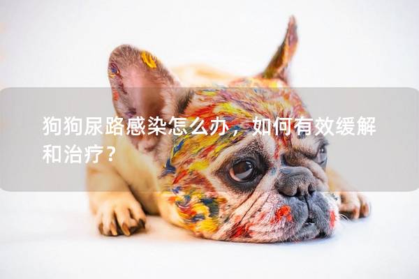 狗狗尿路感染怎么办，如何有效缓解和治疗？