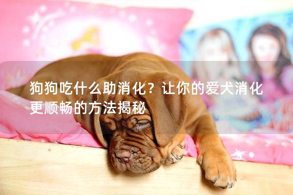 狗狗吃什么助消化？让你的爱犬消化更顺畅的方法揭秘