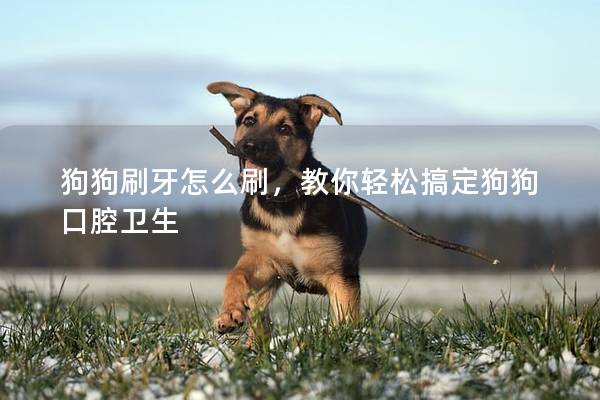 狗狗刷牙怎么刷，教你轻松搞定狗狗口腔卫生