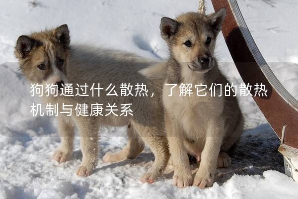 狗狗通过什么散热，了解它们的散热机制与健康关系