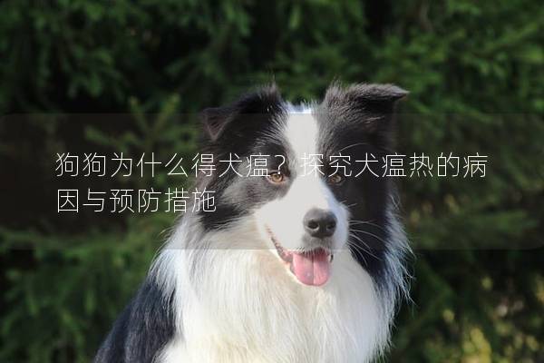 狗狗为什么得犬瘟？探究犬瘟热的病因与预防措施