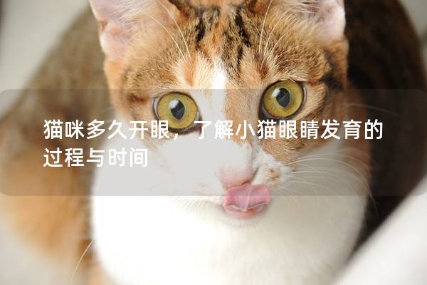猫咪多久开眼，了解小猫眼睛发育的过程与时间