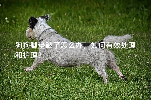 狗狗脚垫破了怎么办，如何有效处理和护理？