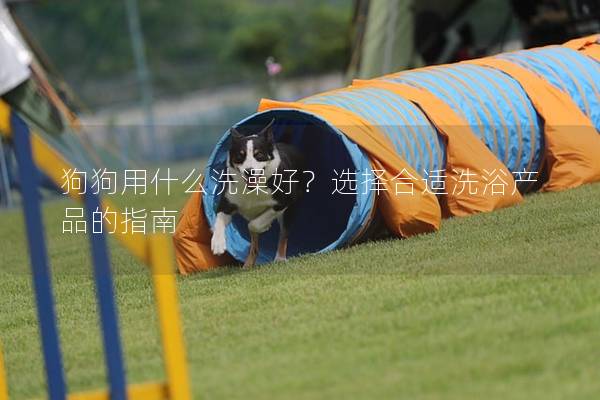 狗狗用什么洗澡好？选择合适洗浴产品的指南