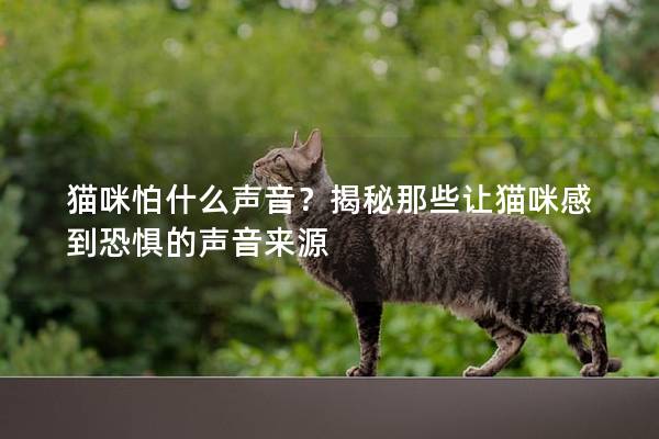 猫咪怕什么声音？揭秘那些让猫咪感到恐惧的声音来源