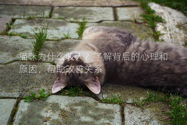 猫咪为什么咬人？了解背后的心理和原因，帮助改善关系