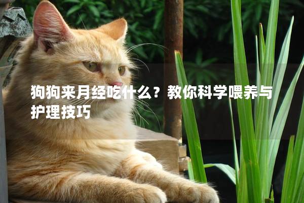 狗狗来月经吃什么？教你科学喂养与护理技巧