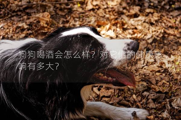 狗狗喝酒会怎么样？对它们的健康影响有多大？