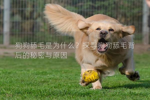 狗狗舔毛是为什么？探寻狗狗舔毛背后的秘密与原因