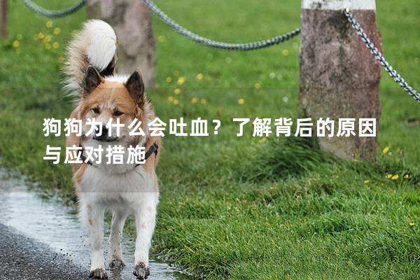 狗狗为什么会吐血？了解背后的原因与应对措施