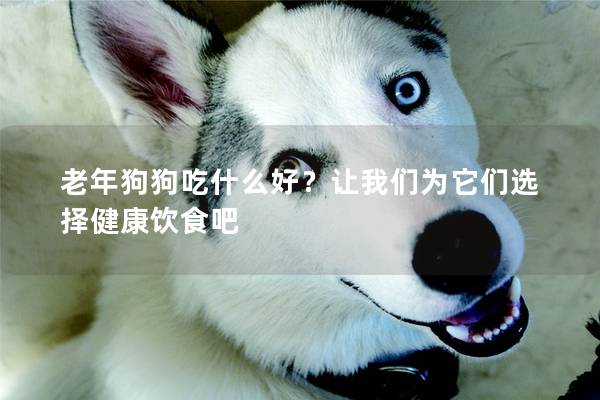 老年狗狗吃什么好？让我们为它们选择健康饮食吧
