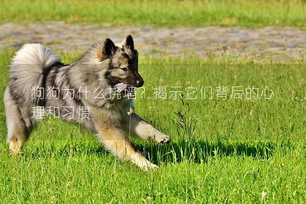 狗狗为什么挠墙？揭示它们背后的心理和习惯
