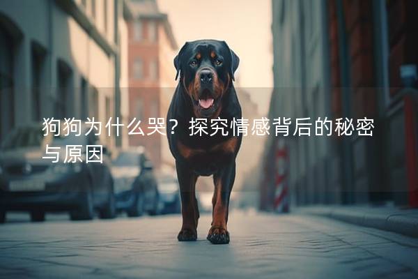 狗狗为什么哭？探究情感背后的秘密与原因