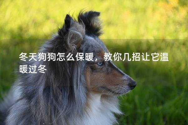 冬天狗狗怎么保暖，教你几招让它温暖过冬