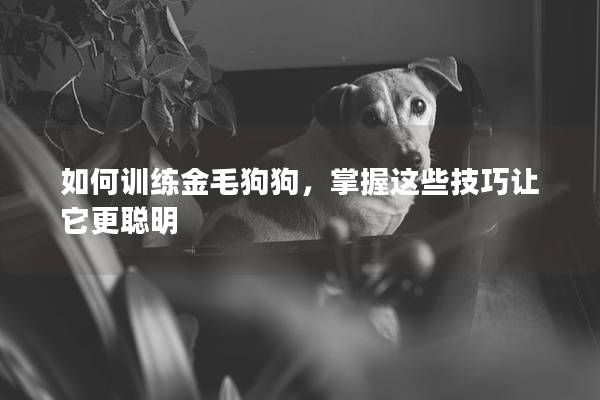 如何训练金毛狗狗,掌握这些技巧让它更聪明 如何训练金毛狗狗,掌握这些技巧让它更聪明