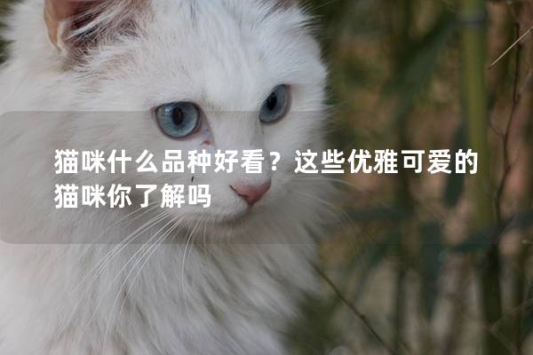 猫咪什么品种好看？这些优雅可爱的猫咪你了解吗