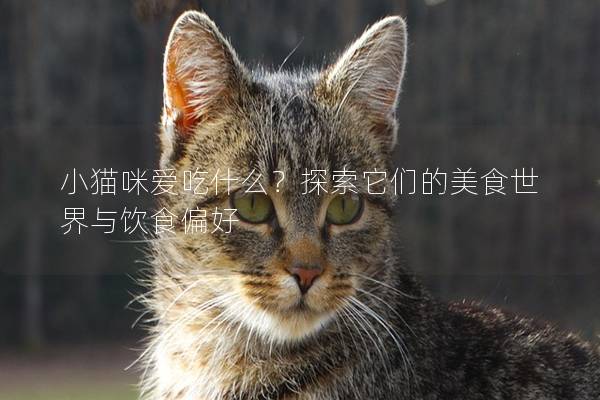 小猫咪爱吃什么？探索它们的美食世界与饮食偏好