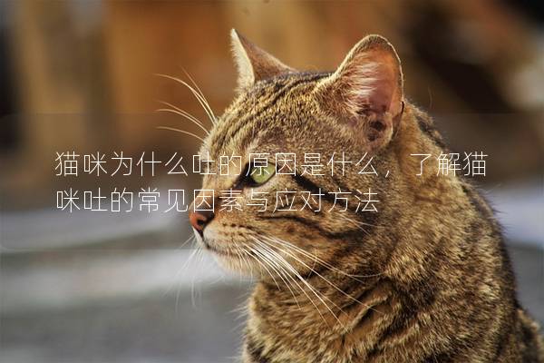 猫咪为什么吐的原因是什么，了解猫咪吐的常见因素与应对方法