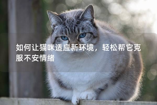 如何让猫咪适应新环境，轻松帮它克服不安情绪