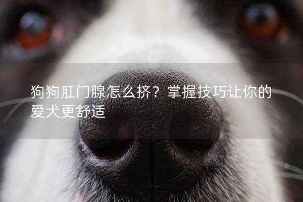 狗狗肛门腺怎么挤？掌握技巧让你的爱犬更舒适