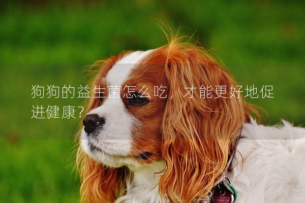 狗狗的益生菌怎么吃，才能更好地促进健康？