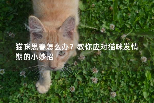 猫咪思春怎么办？教你应对猫咪发情期的小妙招