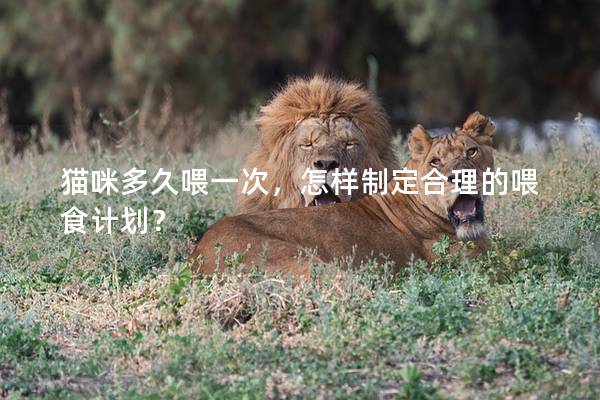 猫咪多久喂一次，怎样制定合理的喂食计划？