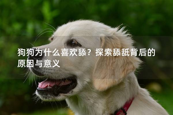 狗狗为什么喜欢舔？探索舔舐背后的原因与意义