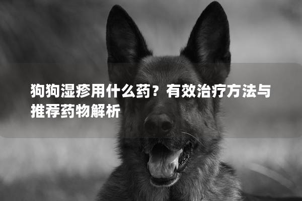 狗狗湿疹用什么药？有效治疗方法与推荐药物解析